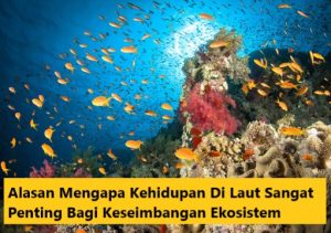 kehdiupan di laut